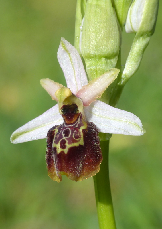 Ophrys montis-leonis sulla costa tirrenica laziale e sugli Aurunci  marzo 2024